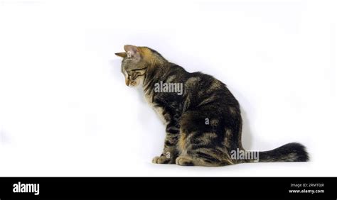 Brown Tabby Domestic Cat Pussy On White Background Stock Photo Alamy