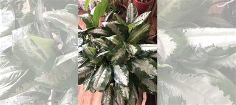 Аглаонема Паттайя Бьюти купить в Кемерово | Товары для дома и дачи | Авито