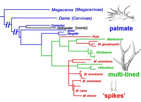 cervid antler evolution