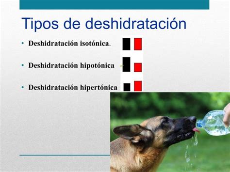 Fluidoterapia Ppt