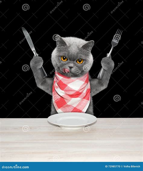 Cat Finished To Eat And Hold Knife And Fork Stock Photo Image Of