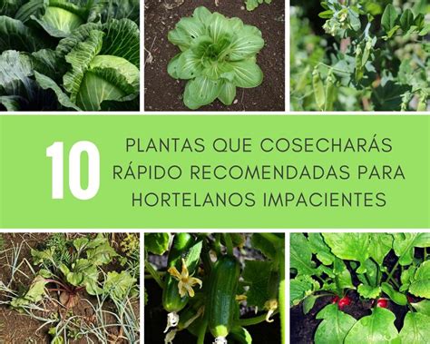 10 Plantas Que Cosecharás Rápido Recomendadas Para Hortelanos Impacientes