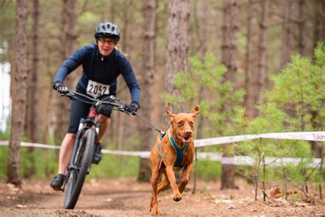 What Is Bikejoring Mushing