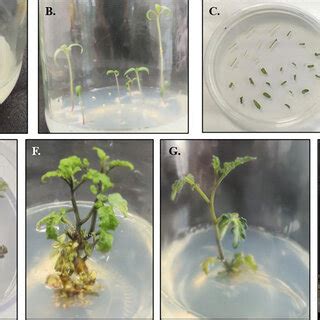 Different Stages Of Agrobacterium Mediated Transformation Of Solanum