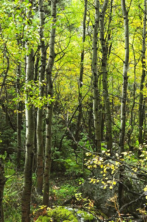 Colorado Aspen Forest | Smithsonian Photo Contest | Smithsonian Magazine