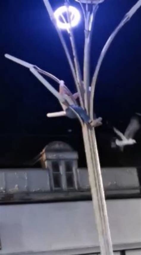 Heroic Scot goes viral after climbing lamppost to rescue seagull