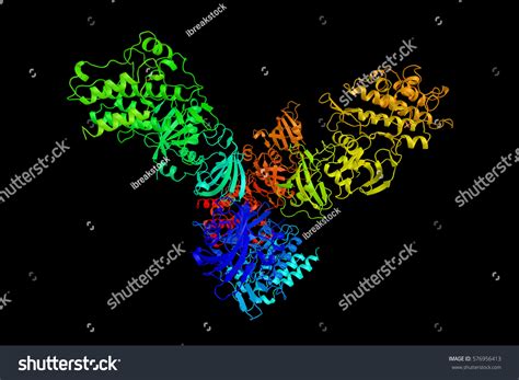 Tgf Beta Receptor 1 Protein Which Stock Illustration 576956413 ...