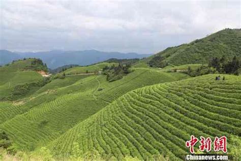 貴州雷山：茶產業助推苗鄉脫貧攻堅 每日頭條