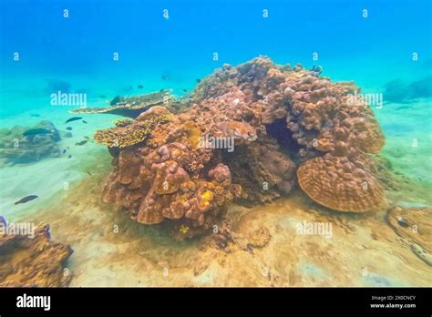 underwater coral reef view swim float coral reef starfish habitat