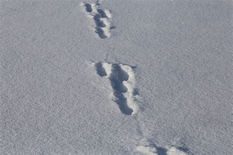 Frost No Person Snow - Free photo on Pixabay - Pixabay