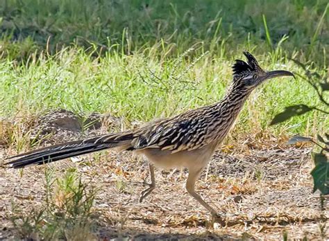 roadrunner bird facts - Animals Time