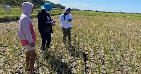 Ilocos Norte Farmers Receive Water Pumps As Dry Spell Intervention Philippine News Agency