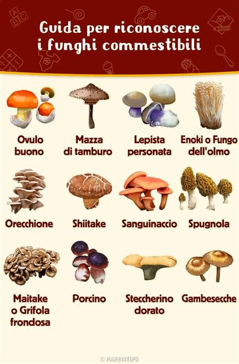 Funghi Il Decalogo Per Raccoglierli