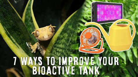 Top Tips To Having A Successful Bioactive Reptile Tank Watch Before