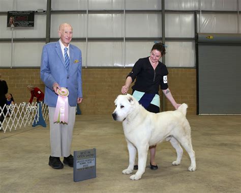 What Is The Breed Of Central Asian Shepherd Dog