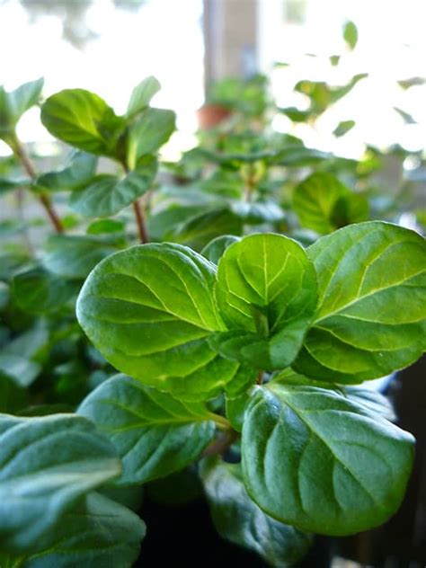 How To Care For Mint Plants Dengarden