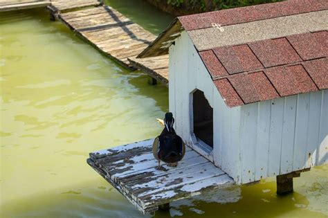 Diy Floating Duck House Plans House Design Ideas