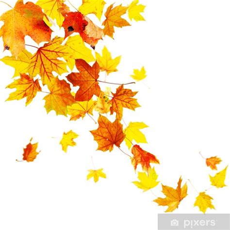 Poster Autumn Falling Leaves Isolated On White Background PIXERS CA