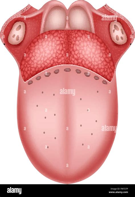 Schema anatomique langue Banque de photographies et dimages à haute