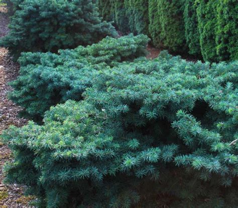 Псевдотсуга (104 фото) - фото - картинки и рисунки: скачать бесплатно