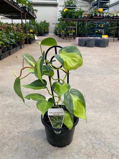 Philodendron Brazil Westlake Nursery