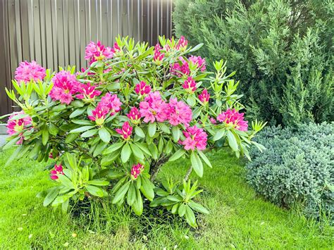 Rhododendron bush blooming with beautiful pink flowers 4411867 Stock