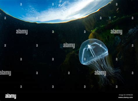 Jellyfish Pass Hi Res Stock Photography And Images Alamy