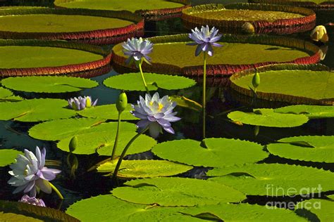 Amazon Rainforest Water Lily