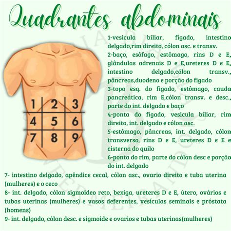 9 Quadrantes Abdominais E Seus Órgãos - Quadrantes Abdominais E Orgaos - REVOEDUCA