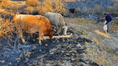 La Nación Homologó La Emergencia Agropecuaria Por Incendios En Córdoba