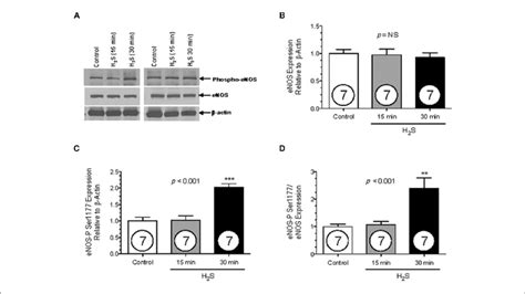 The Effect Of H 2 S On Enos Phosphorylation Protein Expression Download Scientific Diagram