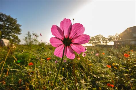 Free Images Blossom Dew Sunrise Field Meadow Morning Flower