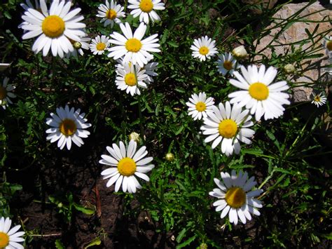 Why Are Daisy Blooms Suddenly Trending?