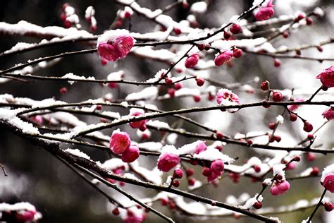 Plum Blossom Snow Scenery Outdoor Winter Daytime Scenery Background