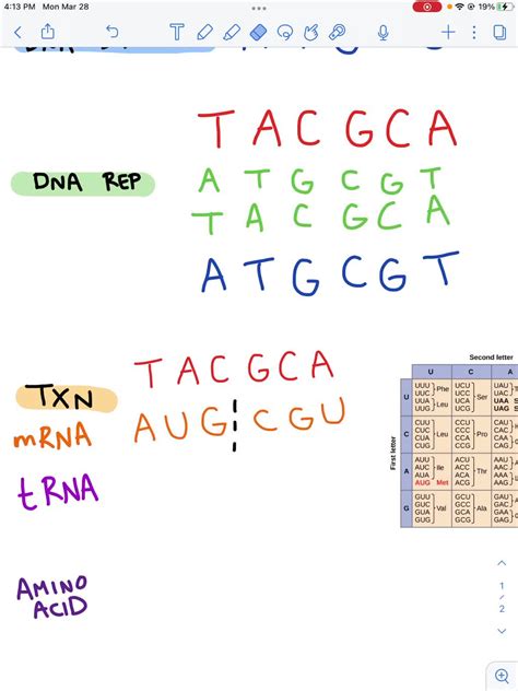 SOLVED What Is The Sequence Of The Second Strand Of DNA If The