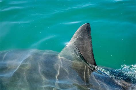 Southern California Beach Goers Should Be Extra Cautious Of Sharks This