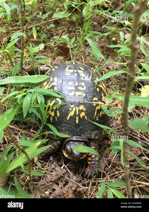Common Box Turtle Terrapene Carolina Reptilia Stock Photo Alamy