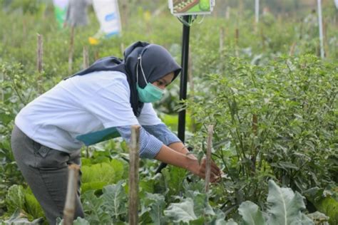 Jabar Siapkan 40 Hektare Lahan Untuk Program Petani Milenial ANTARA News