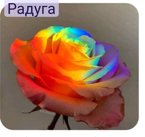 Радуга | Картинки подсолнечника, Абстрактные цветочные картины ...