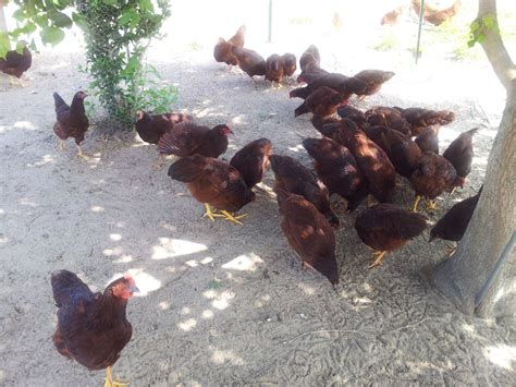 Sex Linked Information Page BackYard Chickens Learn How To Raise Chickens