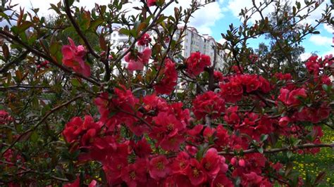 Free Chaenomeles japonica Stock Video Footage & B-Roll Download 4K & HD