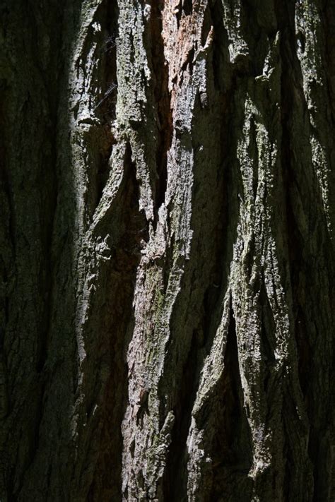 Free Images Nature Forest Branch Leaf Flower Trunk Bark