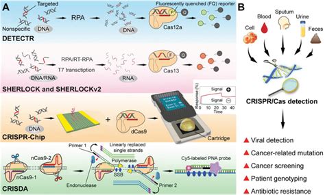 Advance Of Crisprcas Detection Systems A Schematic Graph Of Download Scientific Diagram