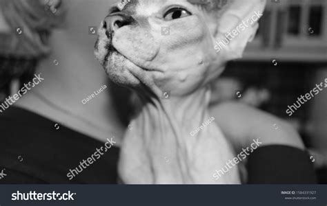 Naked Hairless Cat Breed Sphinx Sits Stock Photo Shutterstock