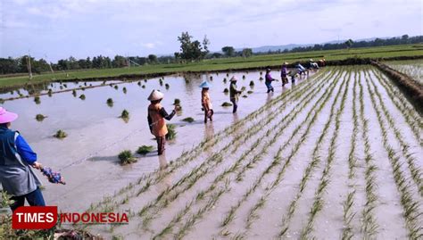 Percepat Tanam Padi Kadistan Jatim Target 98 Ribu Hektar TIMES