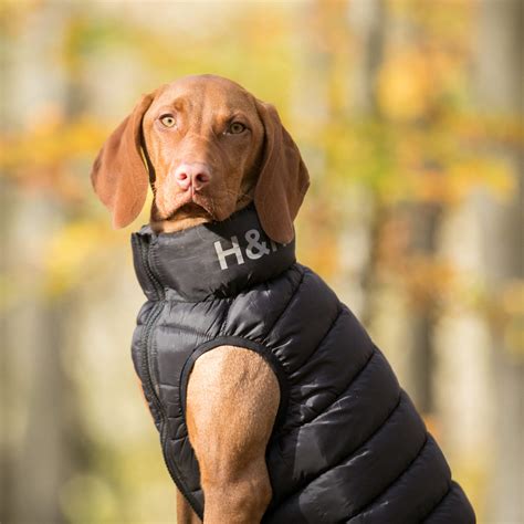 Blue and Navy Dog Puffer Jacket – Hugo & Hudson London