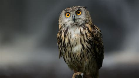 Owl Wallpapers 37 Images Wallpapercosmos