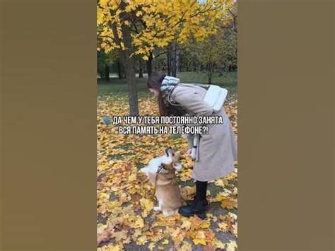 Когда у тебя корги 😅 #коргипемброк #смешныеживотные #corgi # ...