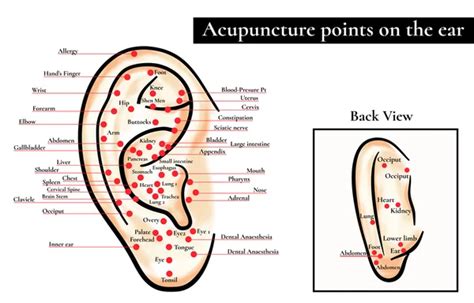 Zonas De Reflujo En La Oreja Puntos De Acupuntura En La Oreja Mapa De