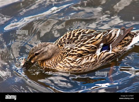 Mallard Duck feeding Stock Photo - Alamy